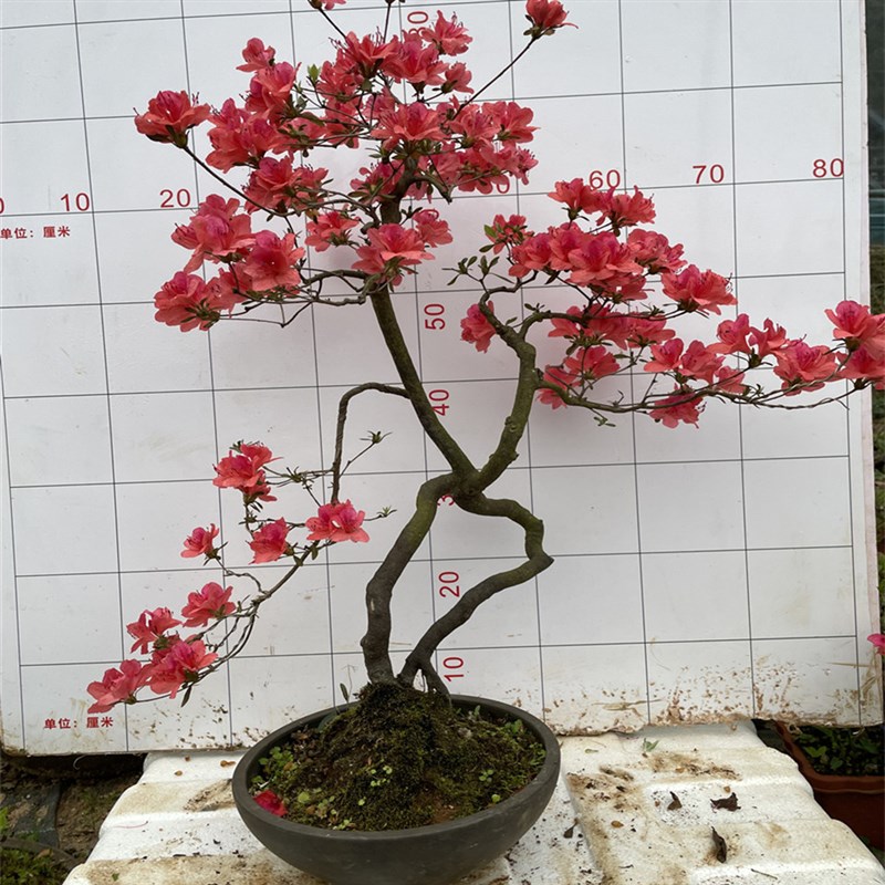 精品名贵树种映山红盆景烟紫红花色先花后叶品种国旗红杜鹃花盆栽
