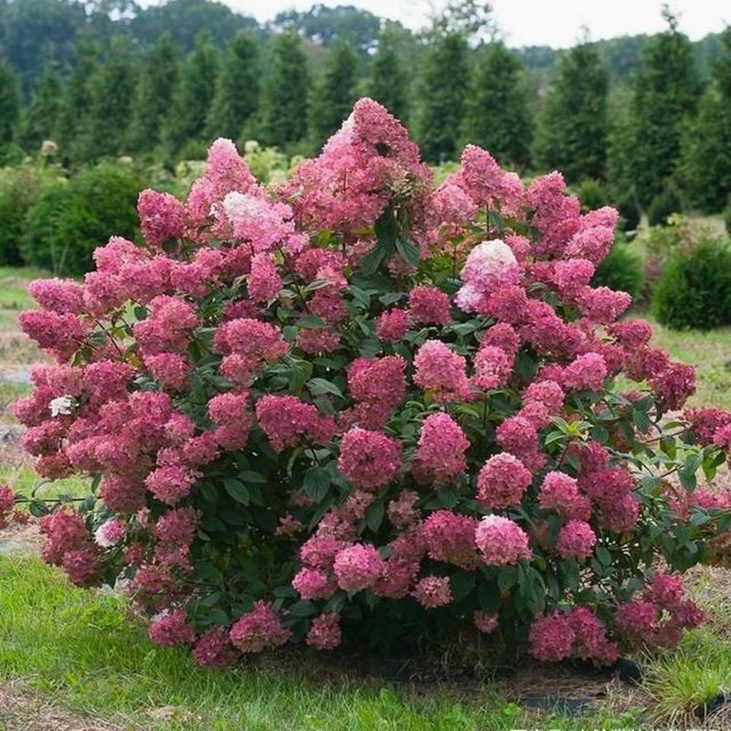 抗寒圆锥绣球石灰灯木绣球花香草草莓花园花苗卉活力青柠盆栽植物