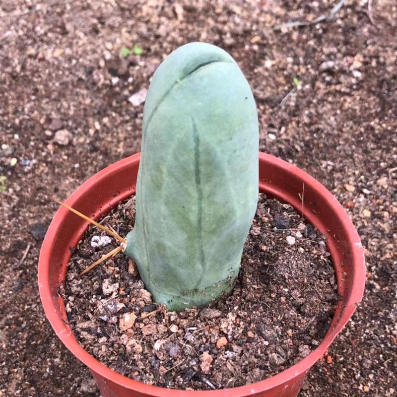 成程柱 鸡鸡柱 JJ柱 邪恶柱 稀有仙人柱 多肉仙人球植物