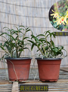 黄河石斛 稀有兰花 黄色花有点像铁皮但不是铁皮石斛花卉绿植盆栽