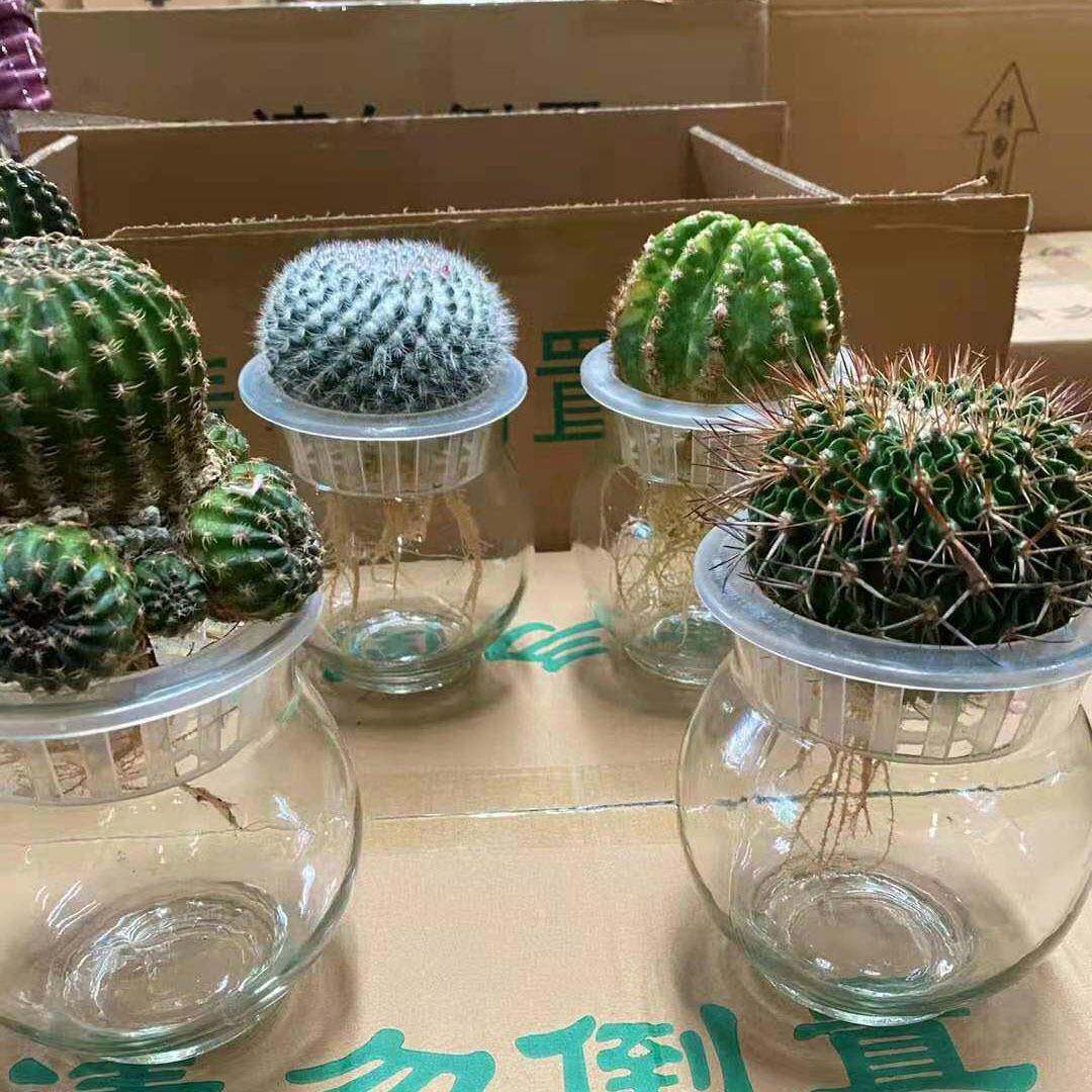 家居植物仙花卉盆栽物盆栽随机仙人随机植人球水培混装