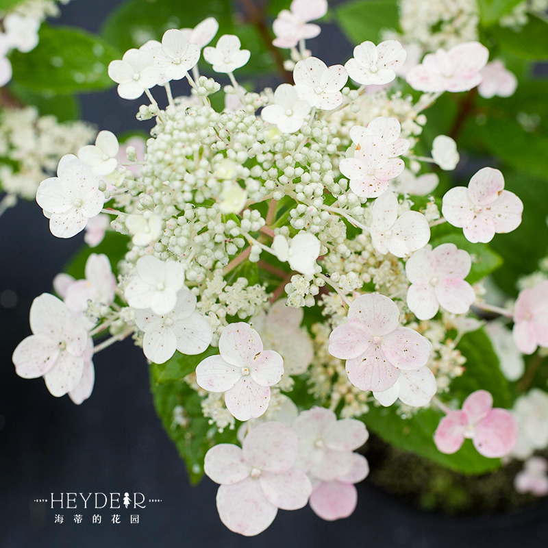 海蒂的花园 圆锥绣球粉色精灵夏季开可做干花庭院花卉植物盆栽