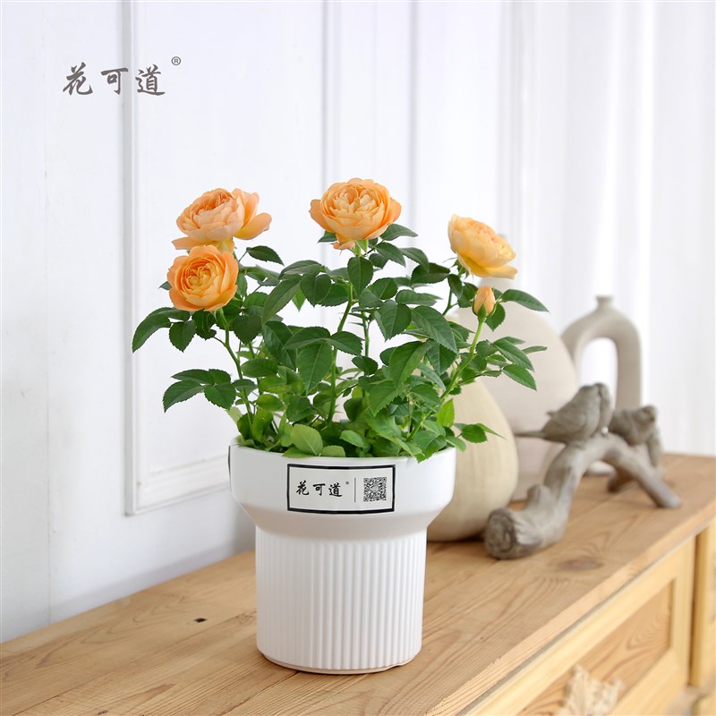 花可道欧月玫瑰月季盆栽室内桌面绿植天津同城花卉阳台夏洛特夫人