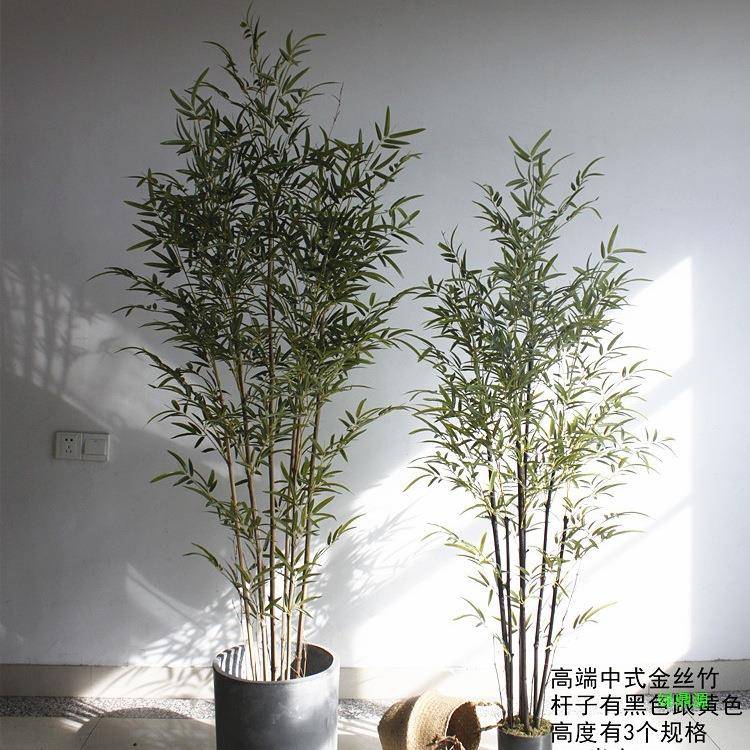 竹子植屏风物造景竹金装饰绿植丝树加密假紫客厅橱窗四10265348季