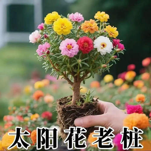 多色重瓣太阳花老桩盆栽庭院阳台易养活四季好养太阳花苗带根花卉