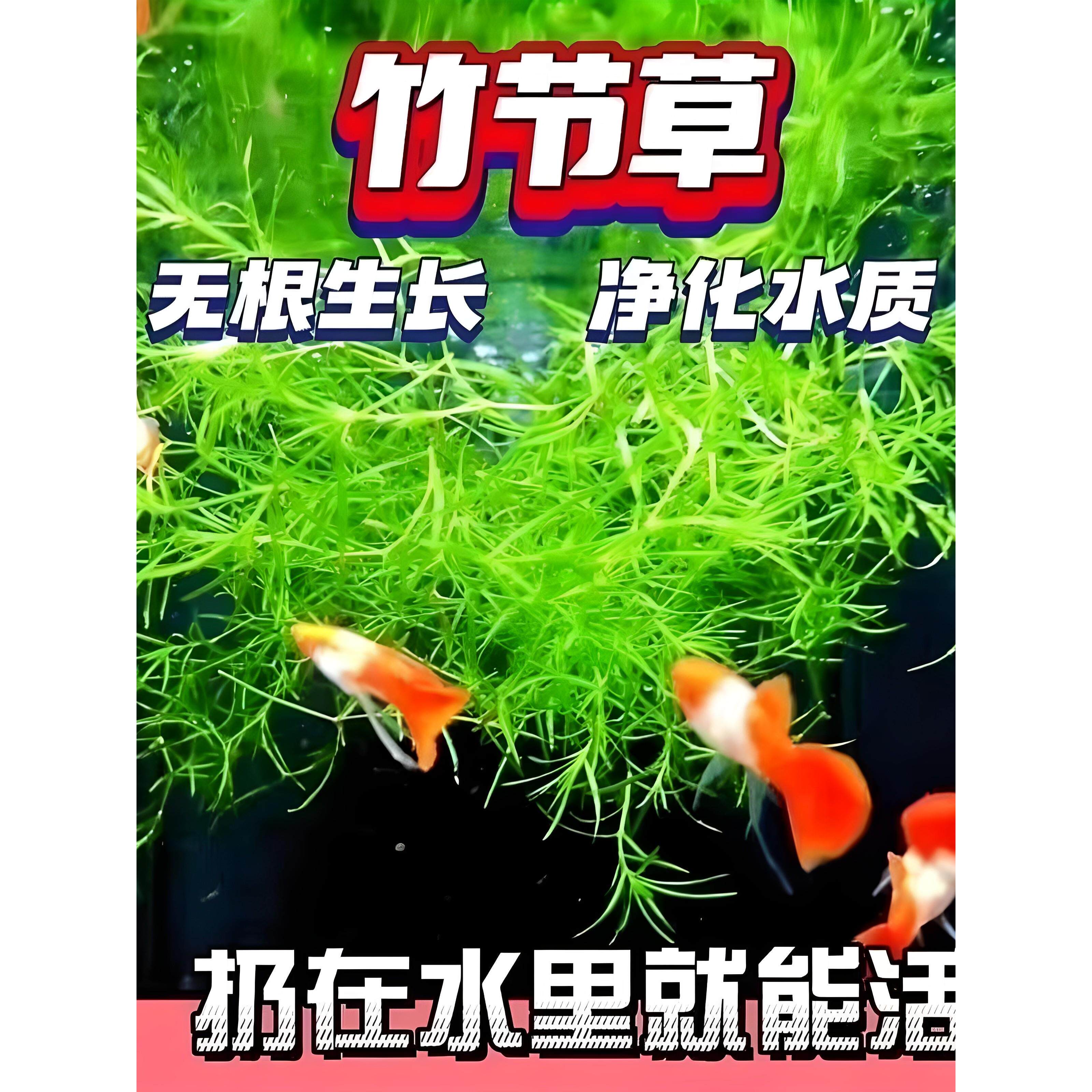 【净化水质】竹节草新手懒人水草植物孔雀鱼虾淡水增氧净化水质