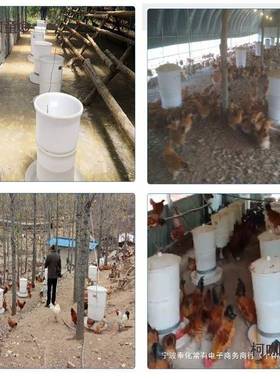 养鸡鸡自动喂喂食子器鸭全自动料机鸽定时下YPA料器小家用投投麦