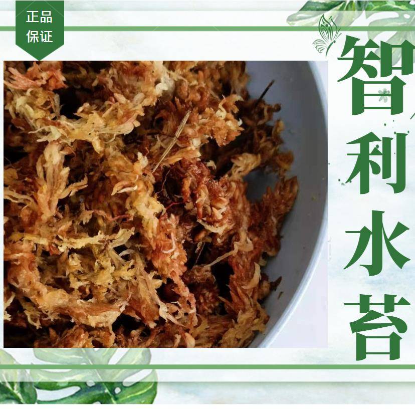 智利水苔兰花土毛绿盆植栽虫土爬宠垫材微景05-28观毛水苔水草红