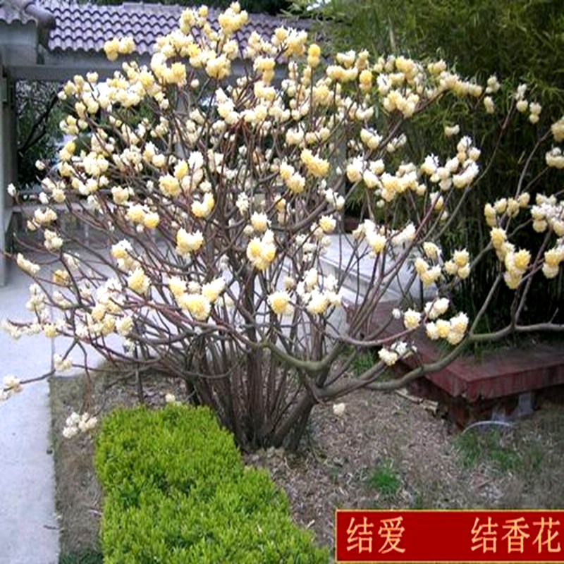 结香树苗金腰袋打结花梦冬花庭院耐寒风景树盆栽浓香独杆结香花苗
