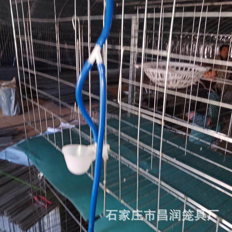 自动化鸽子EAC笼对肉养鸽殖笼配繁殖笼三镀层四层热锌鸽笼子