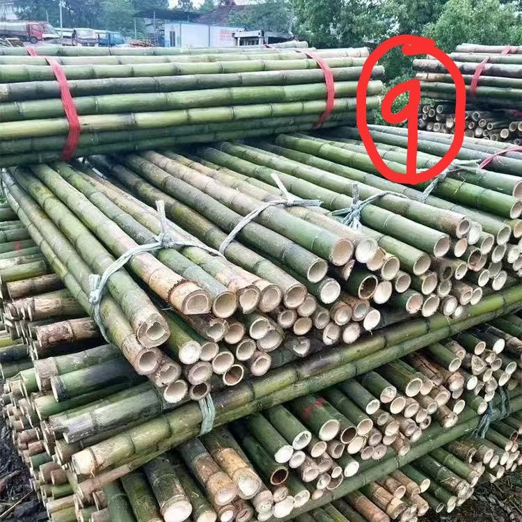 黄瓜爬藤菜架竹竿架菜园搭架竹子超硬竹子杆