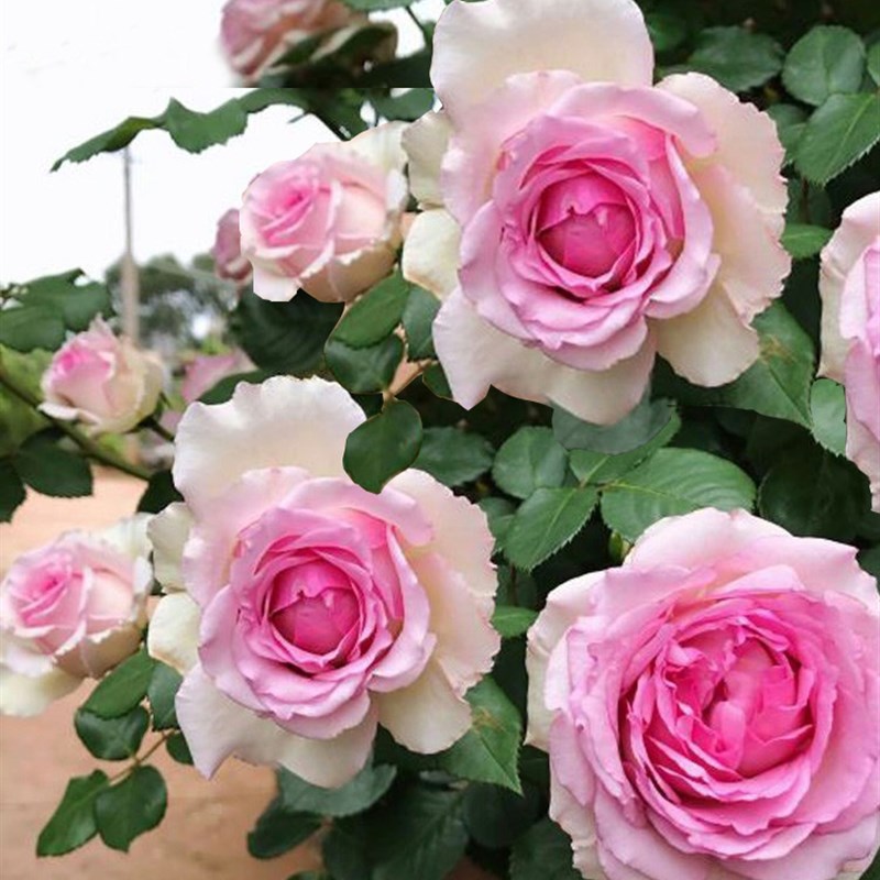 无刺罗衣藤本月季花苗盆栽罗伊大花浓香四季开庭院阳台爬藤蔷薇花