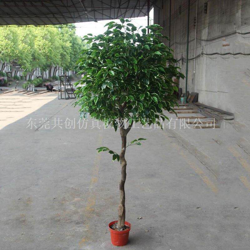 真杆CF0136仿真小叶榕树娟布绿榕室内外摆放叶盆景植物樟树屏小风