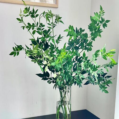 夏季新宠九星叶鲜花鲜切枝百搭花材清凉一抹绿配叶有格调花瓶插花