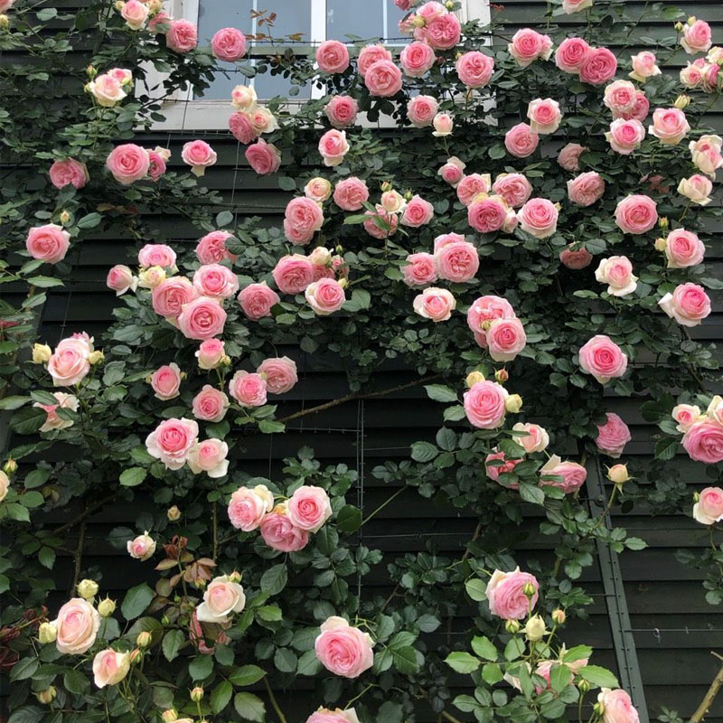 蔷薇花苗爬藤四季特大花浓香藤本月季庭院耐寒植物阳台爬墙木香花