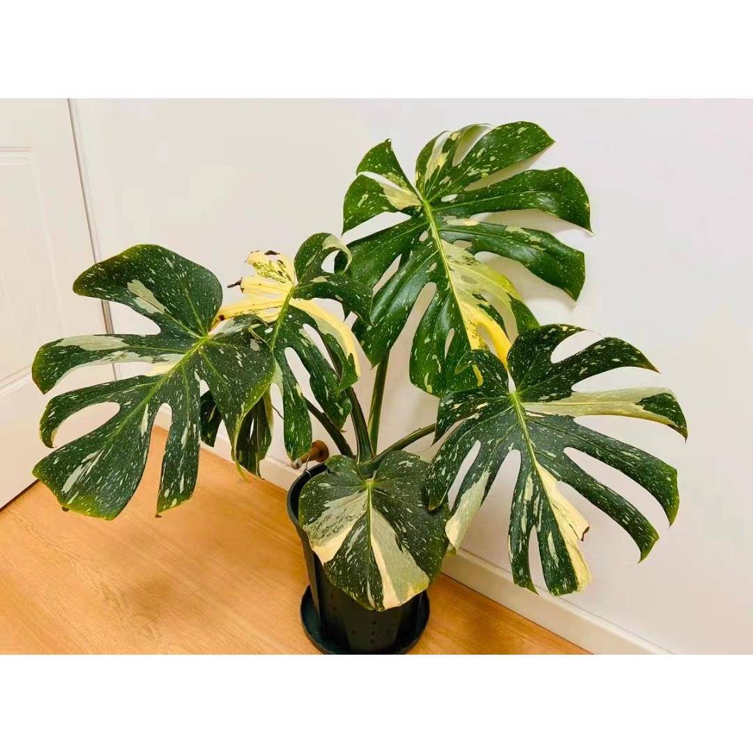 洒金龟背竹龟背芋阴阳焦糖布丁盆栽室内观叶绿植锦化植物净化空气