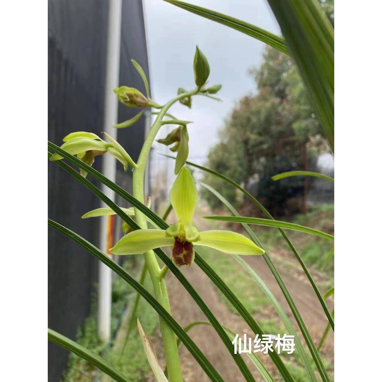 蕙兰经典品种大一品仙绿解佩梅长寿梅温州素荷形素金岙素端蕙梅