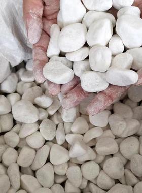 天然鹅卵石白色石子多装肉造景饰铺路装饰色地DTR小石头透水白坪