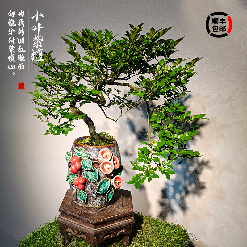 小叶紫檀盆景黑骨茶老桩悬崖式根艺造型花瓶摆件室内客厅桌面绿植