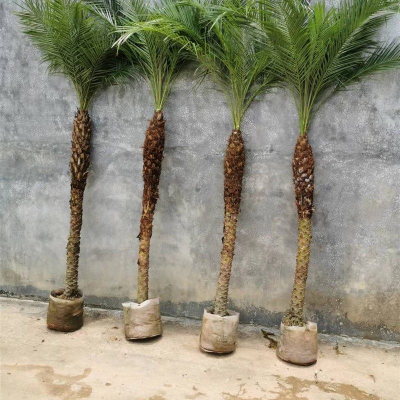 11号棚2.6米(一物一拍)自选美丽针葵庭院室内绿植江边刺葵
