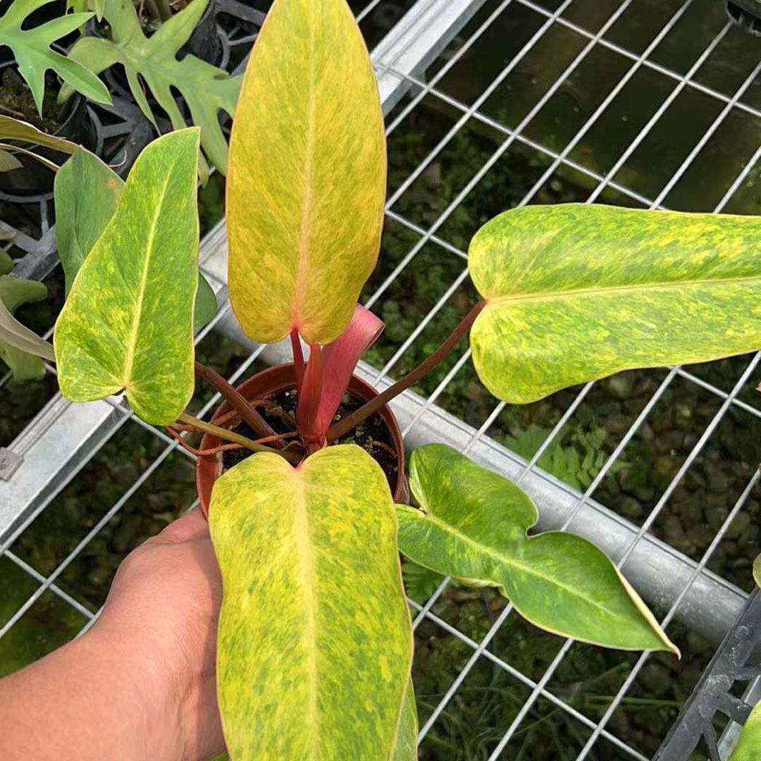 【基地直供观】120油画叶植物花网红蔓绿绒 家居盆栽卉10油画女2