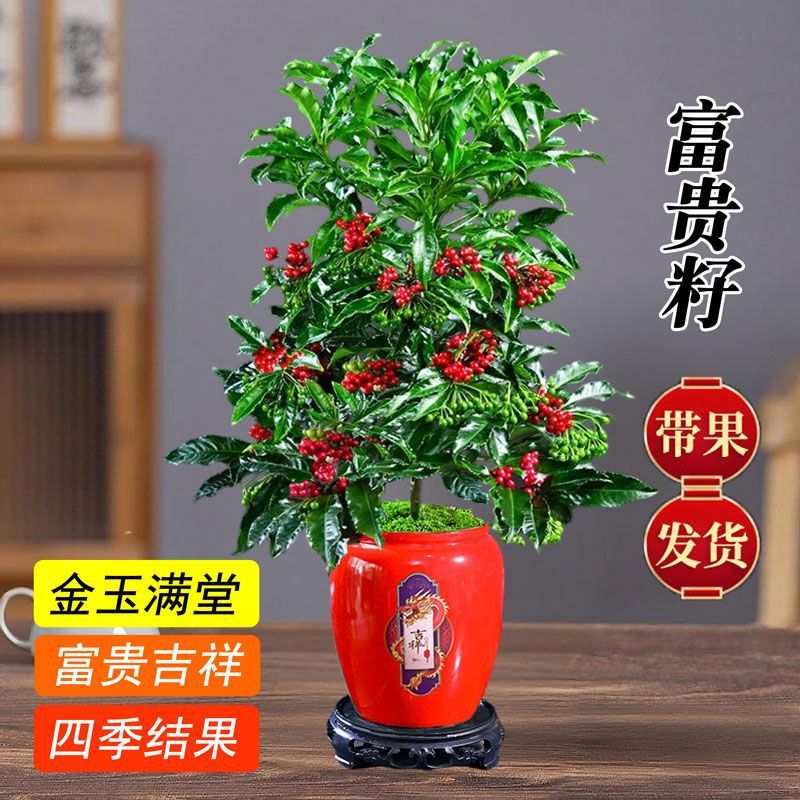 【带绿果发货】富贵籽金玉满堂室内盆栽绿植耐阴带果净化空气盆景