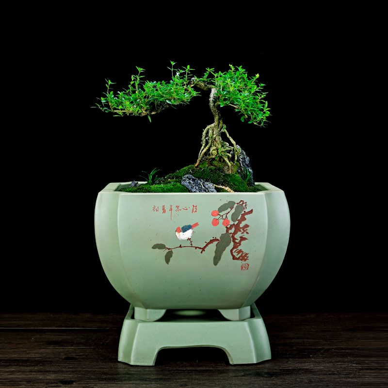 大号四方紫砂花盆陶瓷绿植盆栽盆景种榕树大口径精品老桩兰草花盆