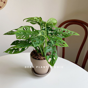 亲爱的绿植 米歇尔仙洞龟背竹盆栽净化空气好养办公室内桌面植物