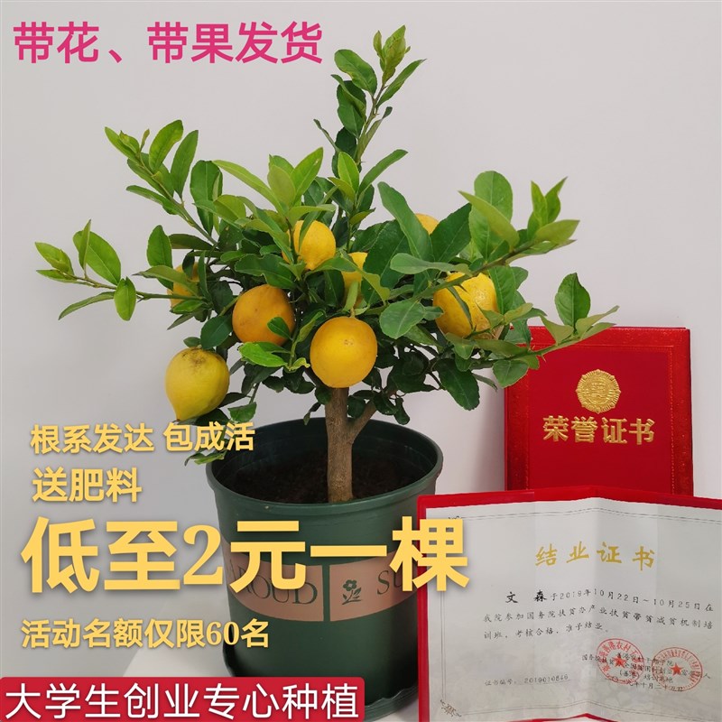 柠檬树苗四季开花结果香水柠檬树盆栽室内阳台地栽尤力克柠檬树苗