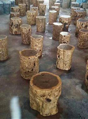 5V子枣14870木墩子原实木树桩木树墩根茶几凳茶凳圆凳花艺术奇架