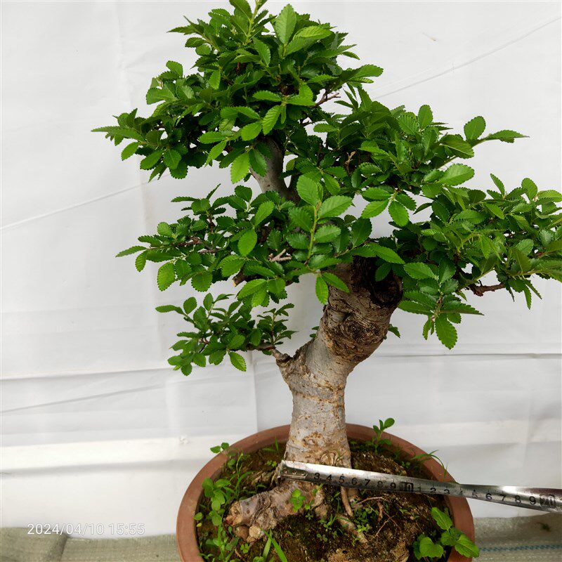 榆树盆景小叶榔榆高提根绿植盆栽榆钱树疙瘩阳台庭院茶几耐寒喜阳
