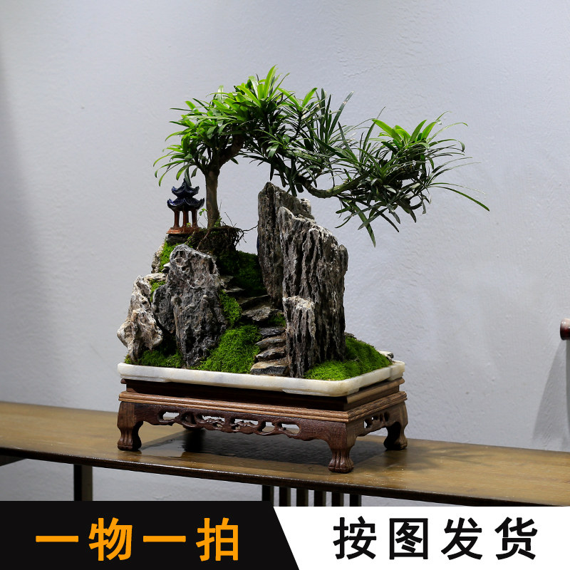 小叶雀舌罗汉松盆景植物室内盆栽迎客松客厅办公室桌面茶几绿植