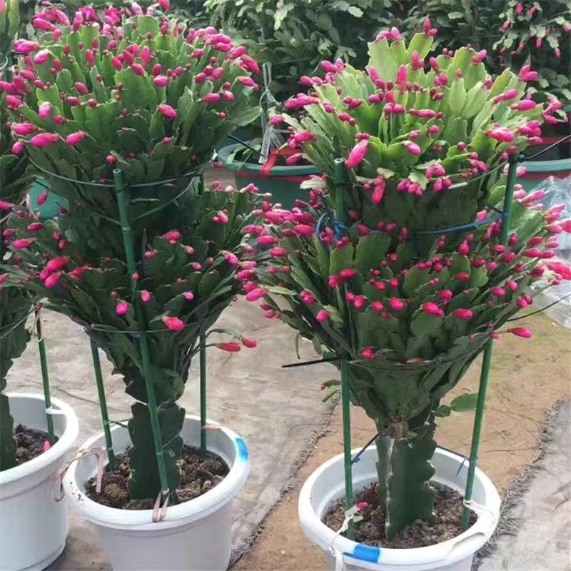 龙骨三角柱嫁接双层三层蟹爪兰带花苞室内花卉绿植植物盆栽盆景,鲜花速递/花卉仿真/绿植园艺,时令草本花卉,淘宝优惠券,粉丝福利购,淘宝优惠卷