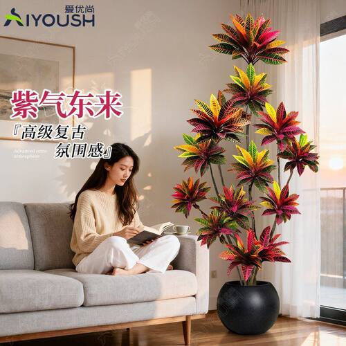 七彩变叶木造型盆栽大型绿植室内客厅绿植变叶木造型植物