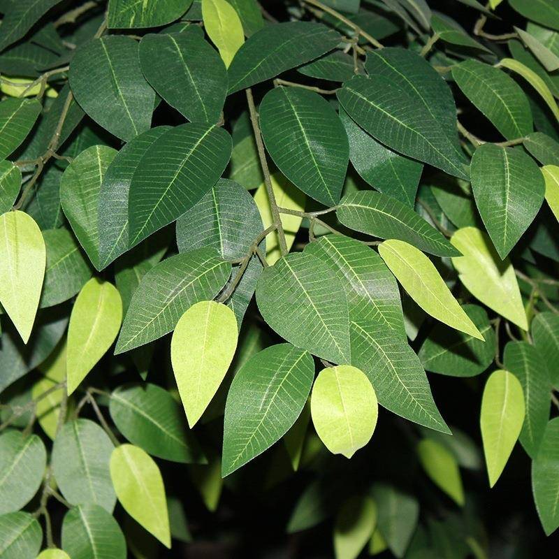 仿真树假树仿真绿大植榕树金色榕树玻璃钢树型商场园公机飞场定制