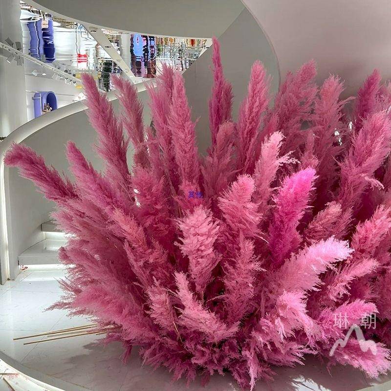 粉色芦苇干花网红景观花束婚庆商场橱窗装饰红色芦苇花室内外造景