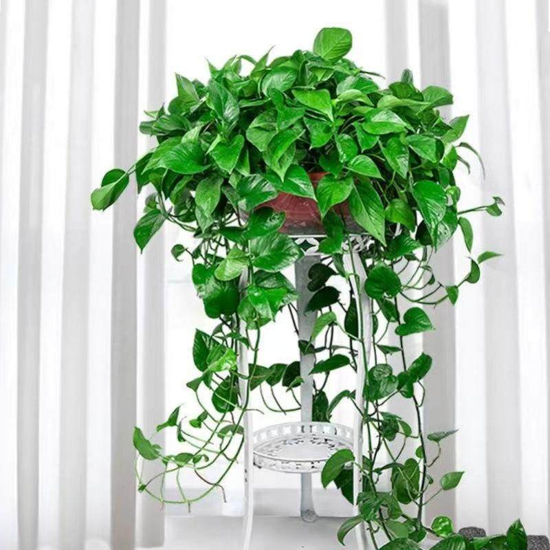 绿萝盆栽室内架子绿萝长藤大盆长条绿植办公室绿箩除甲醛植物客厅,家居饰品,餐桌花艺,淘宝优惠券,粉丝福利购,淘宝优惠卷