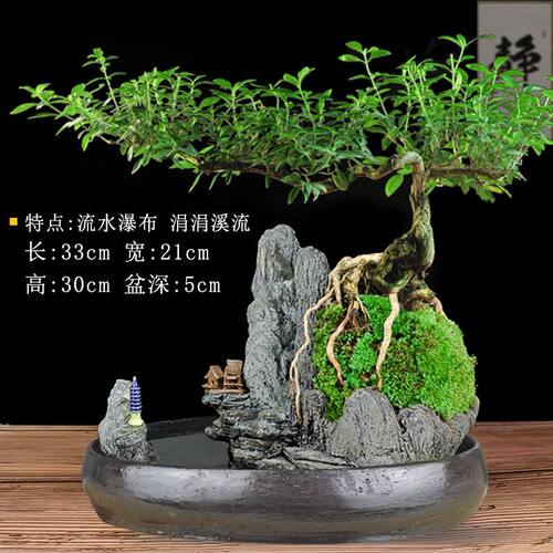 老树提根六月雪盆景植物室内福建茶盆栽老办公室绿植山水假山造景
