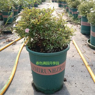 姬乙女/姬月季中苗 扦插月季老桩超迷你日月室内盆栽盆景四季丰花