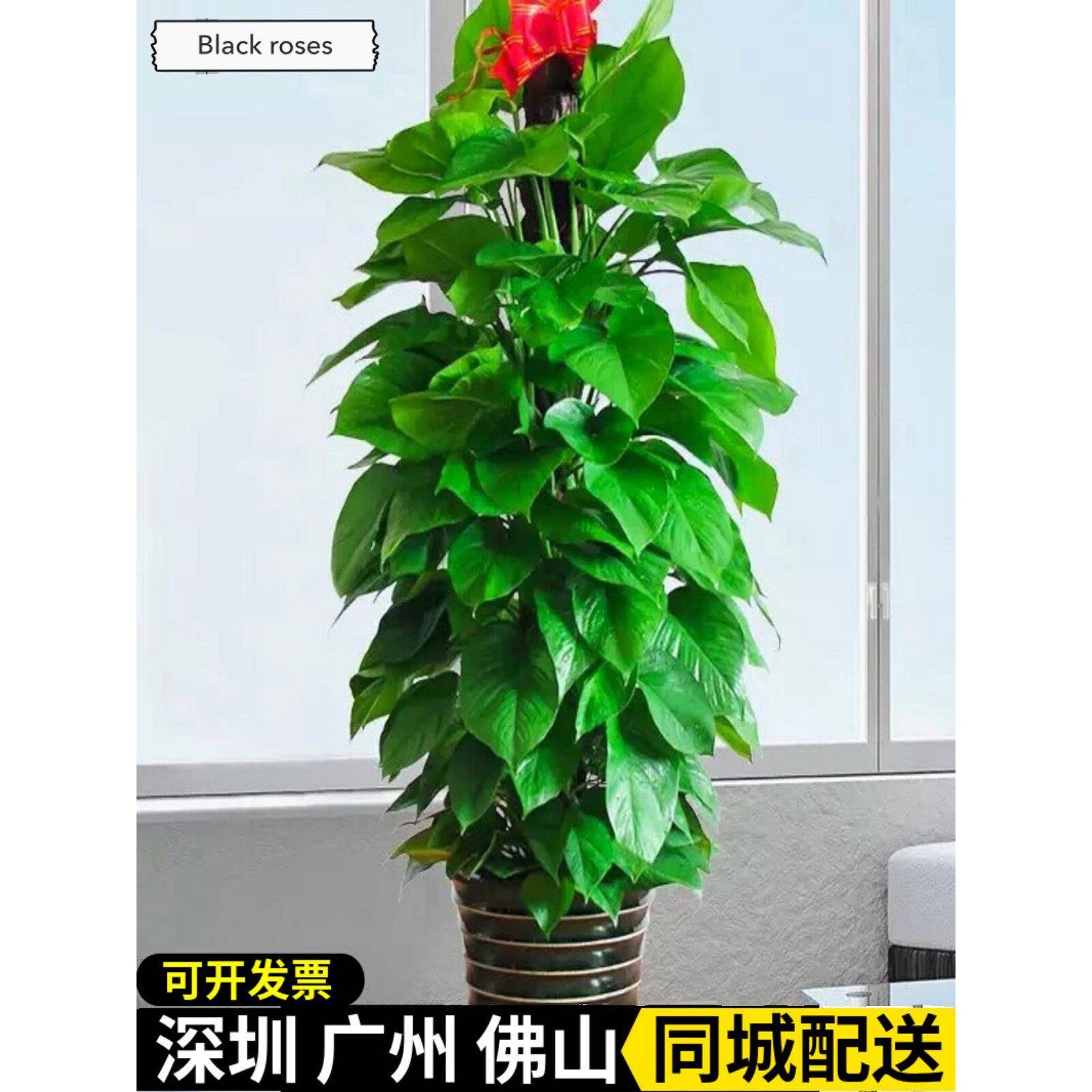深圳大叶绿萝箩柱盆栽室内大型植物客厅长藤卧室净化空气好养植物