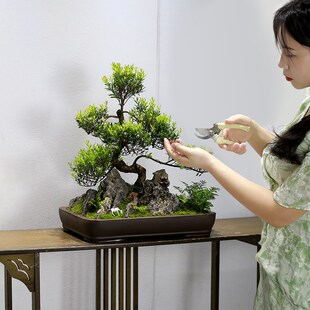 小叶赤楠假山石盆景造型老桩植物室内客厅桌面绿植办公室盆栽好养