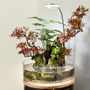 雅佳防摔花瓶摆件客厅家用大口径水培植物透明圆形水养定植器皿