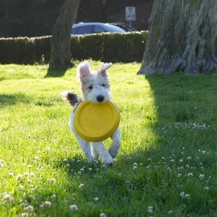 宠物飞盘狗狗专用耐咬训犬软飞碟边牧金毛大中小型通用宠物玩具