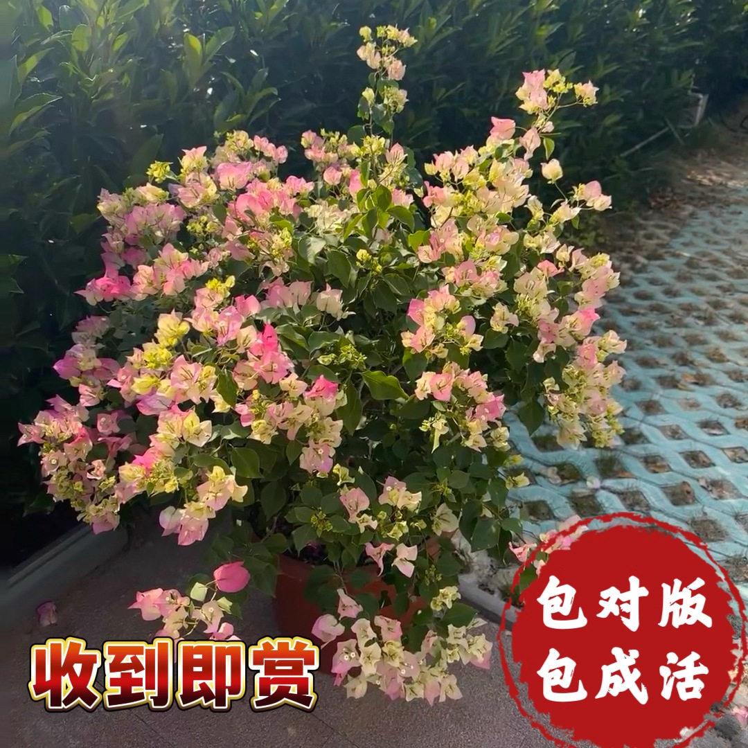 绿樱三角梅盆栽老桩红樱花重瓣卡亚塔大苗可爬藤大桩高飘枝庭院