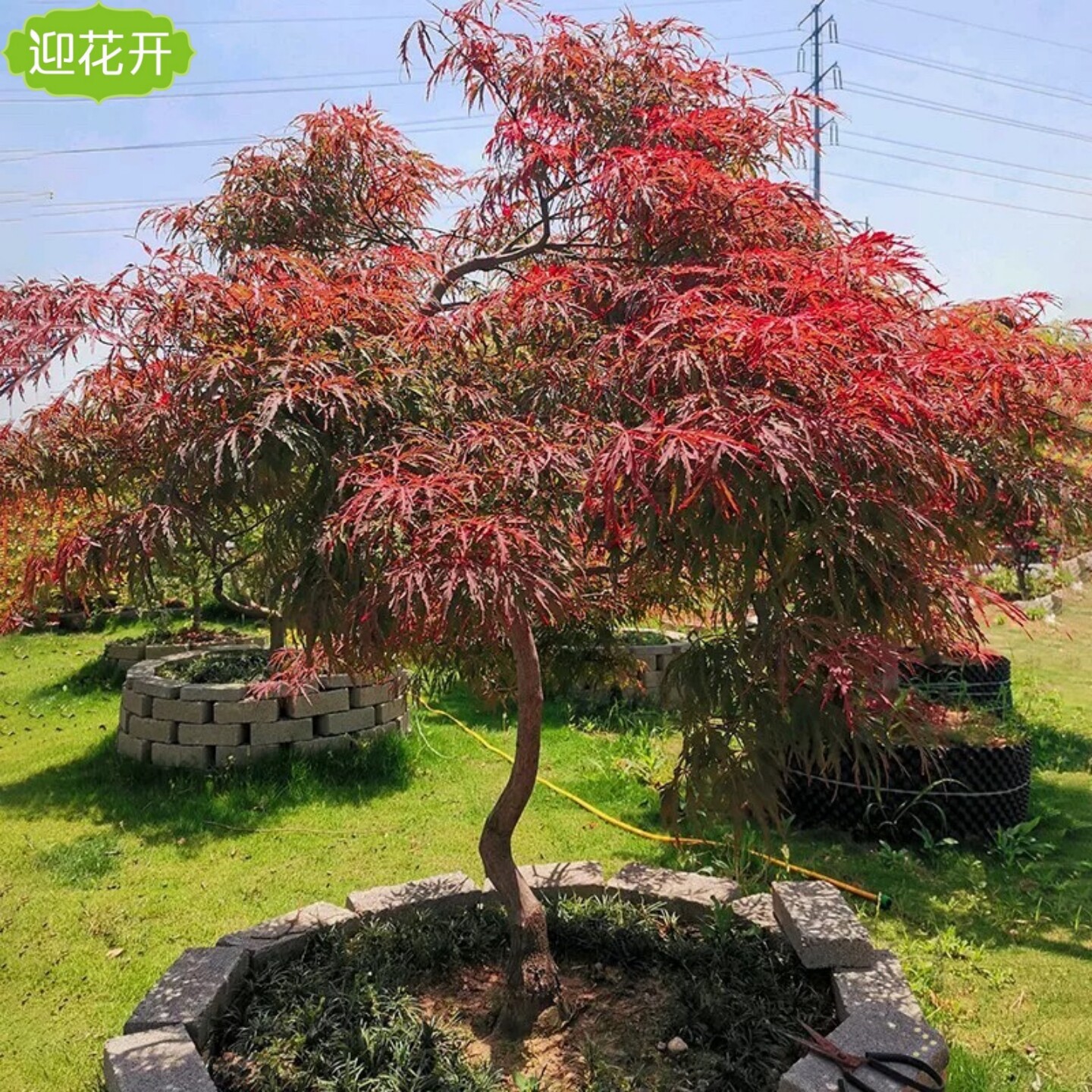 别墅耐寒造型羽毛枫树禅意风景树