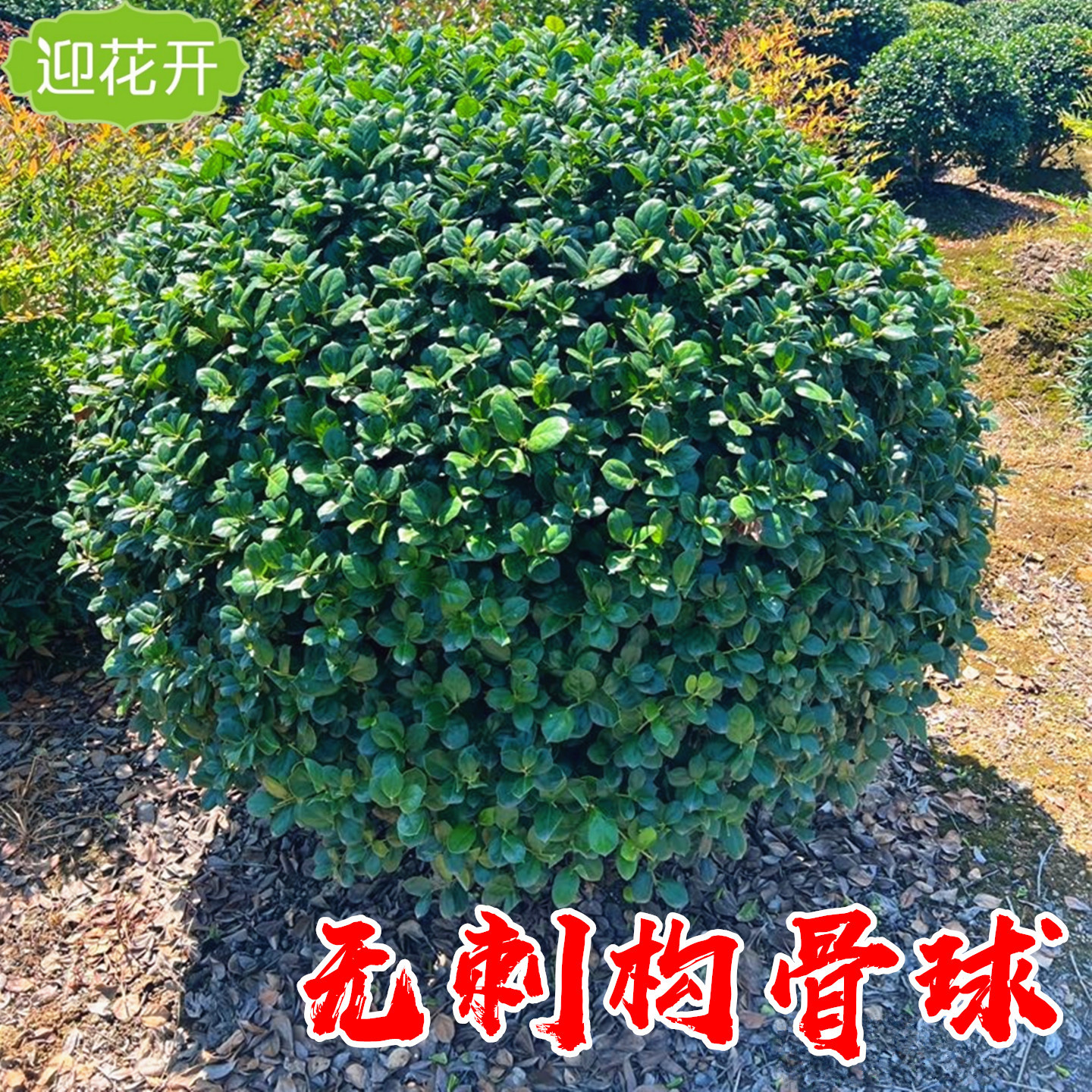 无刺枸骨球树苗鸿运果庭院大型耐寒四季常青绿化风景树冬青枸骨苗
