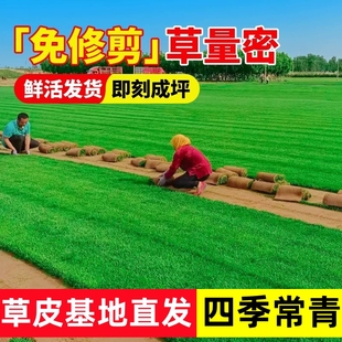草皮真草坪带泥土庭院别墅台湾草马尼拉草皮带土绿化四季青果岭草