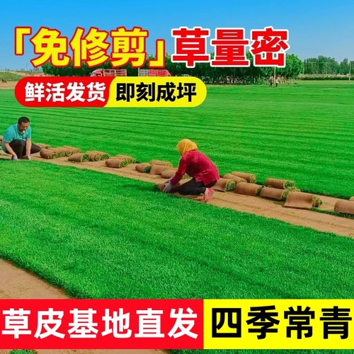 庭院真草皮草坪带泥土四季常青