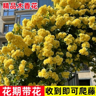 黄木香花苗爬藤植物庭院花卉盆栽重瓣红木香树苗无刺蔷薇花苗好养