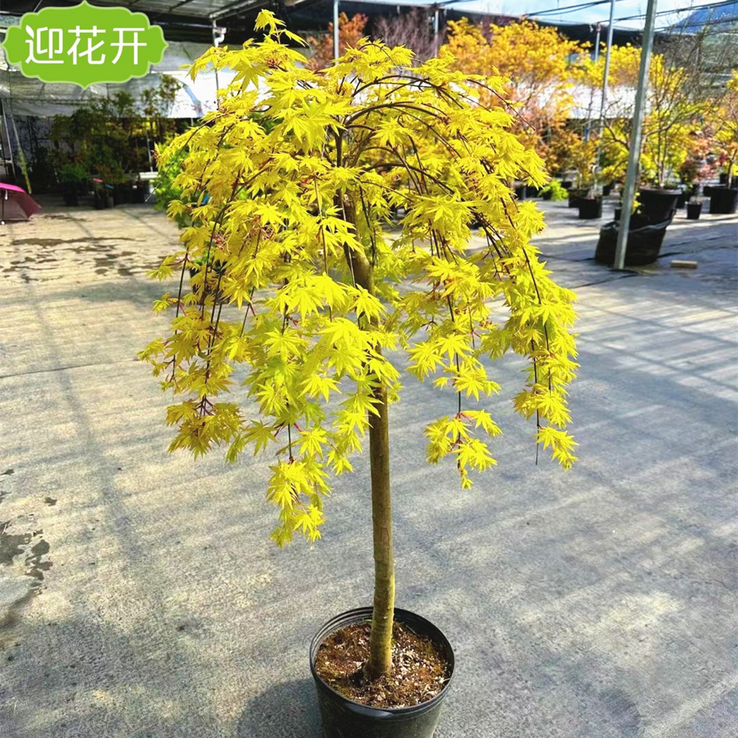 流泉枫绿植盆栽庭院垂枝瀑布风景红枫禅意老桩造型黄金流泉枫树苗